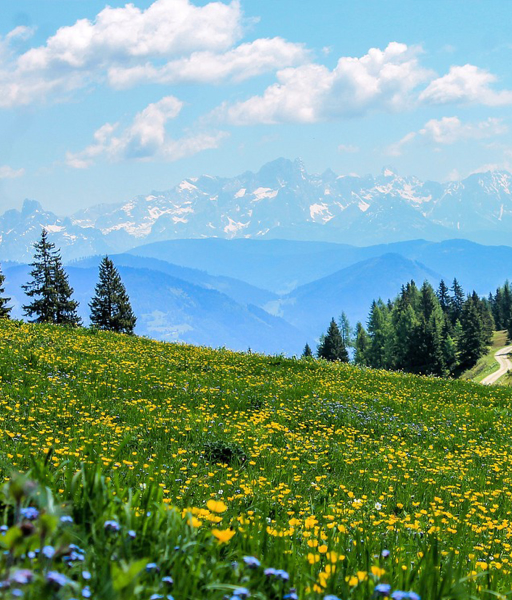 Mountains and meadow